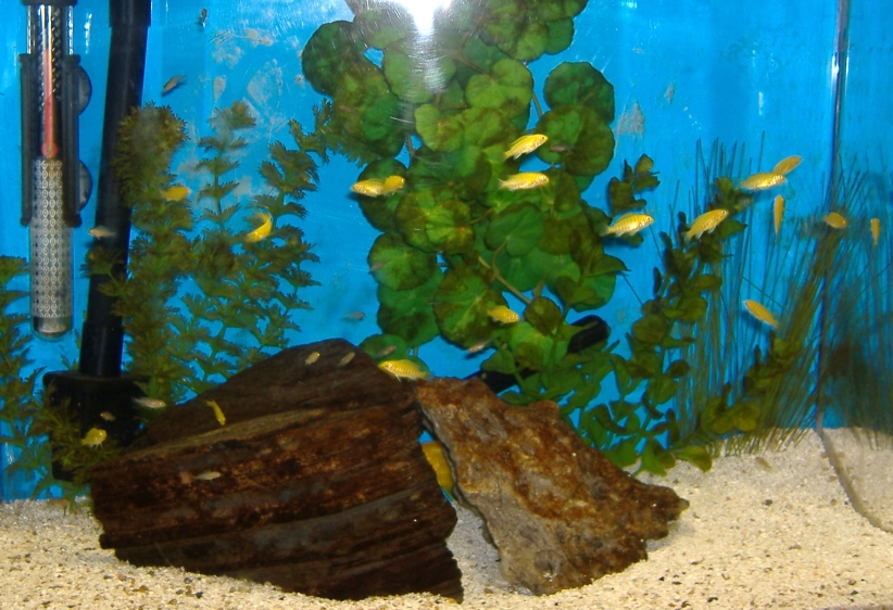 cichlid-packages-for-sale