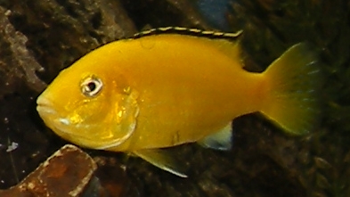 african cichlid eggs